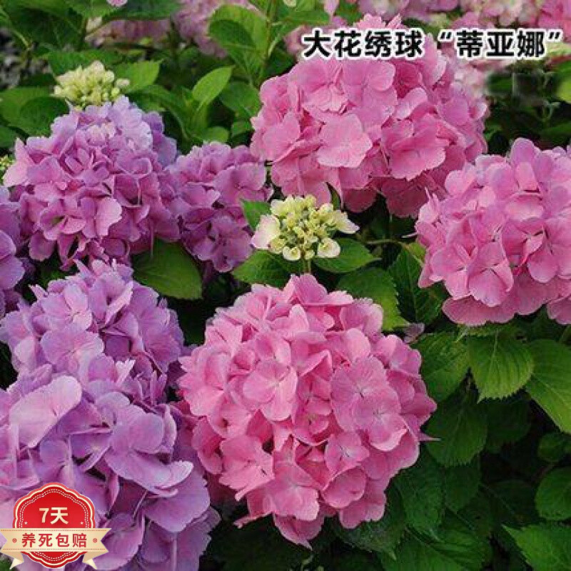 【绣球花苗套餐】盆栽室内阳台庭院植物花卉无尽夏八仙花d7 蒂亚娜