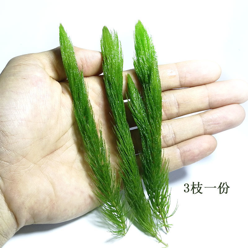 鱼草缸 相关京东优惠商品 4 价格图片品牌优惠券 虎窝购
