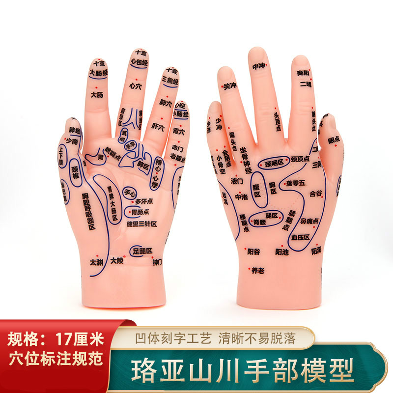 谜朵按摩手模型反射区人体针灸模型男女穴位经络针灸中医位手图17厘米