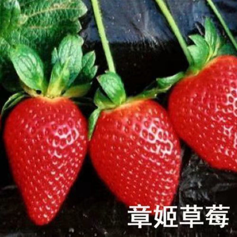 奶油草莓秧带盆土种植盆栽地栽当年结果草莓苗 章姬 4颗原盆原土带花