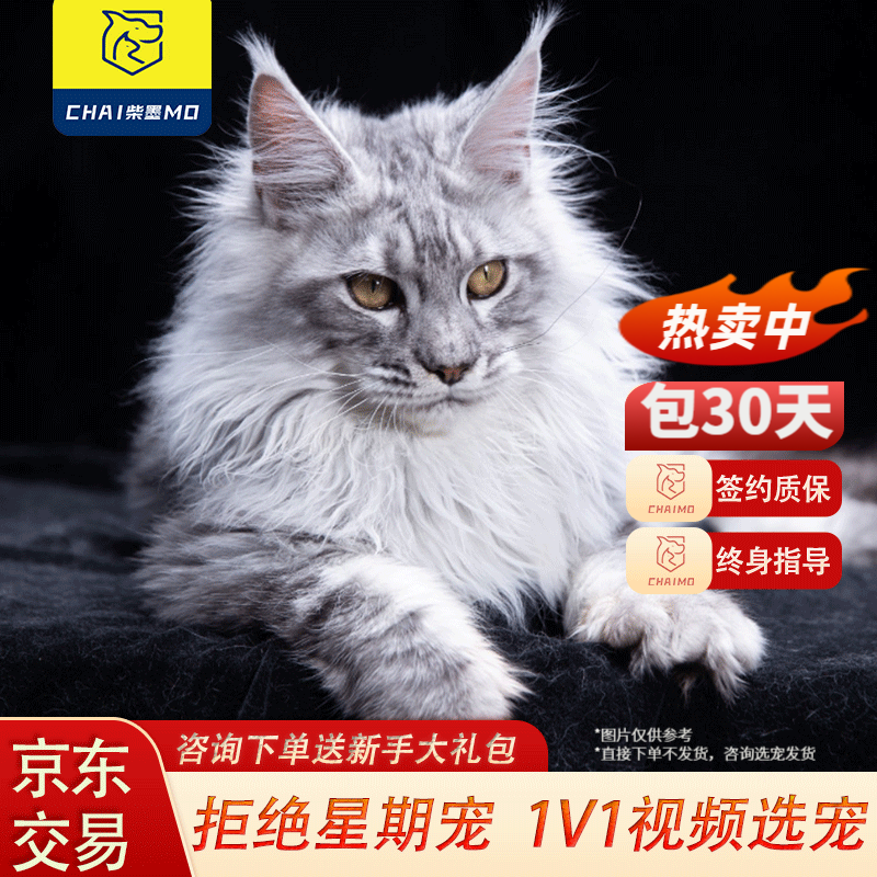 柴墨精品缅因猫幼猫纯种家养重宠物猫巨型库恩猫【签订正规合同】 精品银虎斑【宠物级】 公母可选高性价比高么？