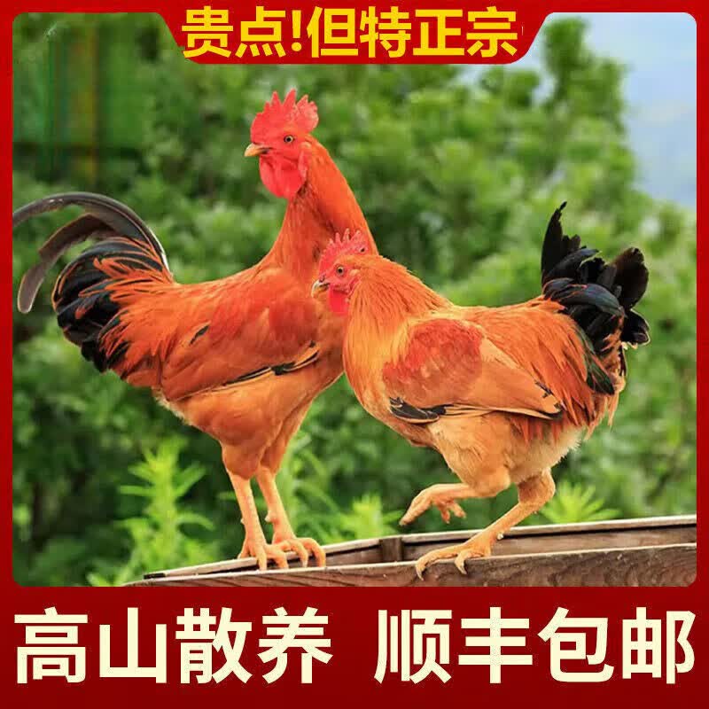 【顺丰速运】小公鸡生鲜正 宗农家散养小公鸡未打鸣童子鸡土鸡 直腿小