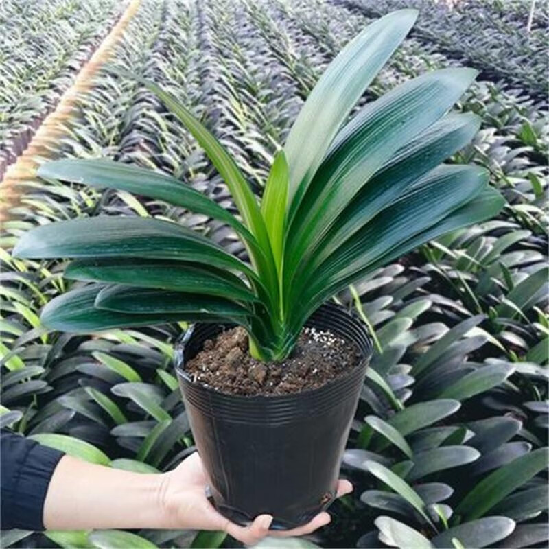 ���ξ��������Ծ�Ʒ��ֲ����ֲ������Բͷ���д��� �ؼ�12-14ƬҶ�� ������ 38.8Ԫ