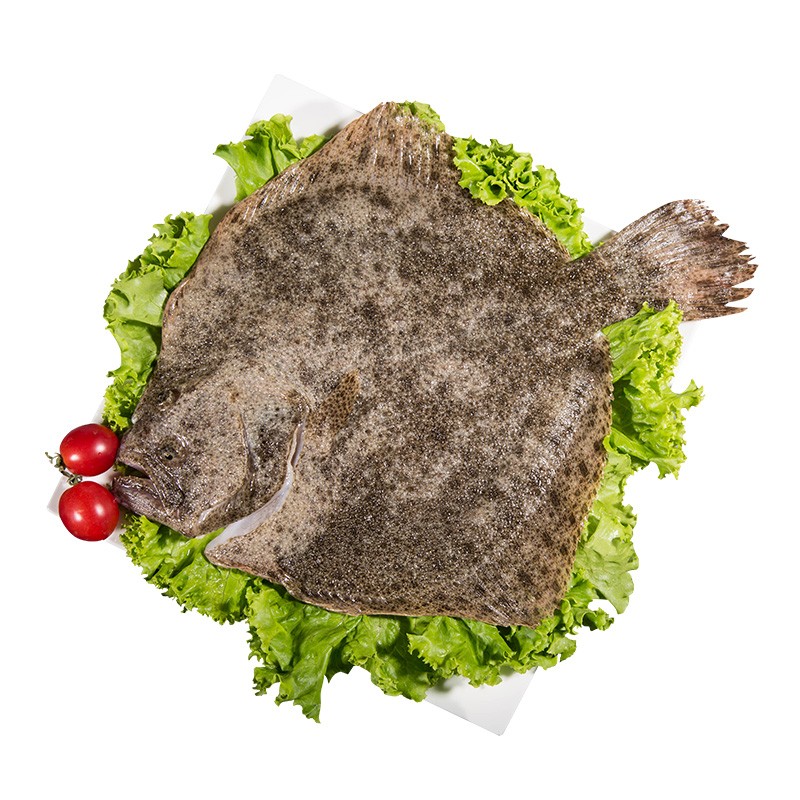 三蟹岛 新鲜多宝鱼 大菱鲆 鸦片鱼 新鲜海捕深海鱼 鲜活比目鱼 海鲜水产 鲜活多宝鱼发货 1600g