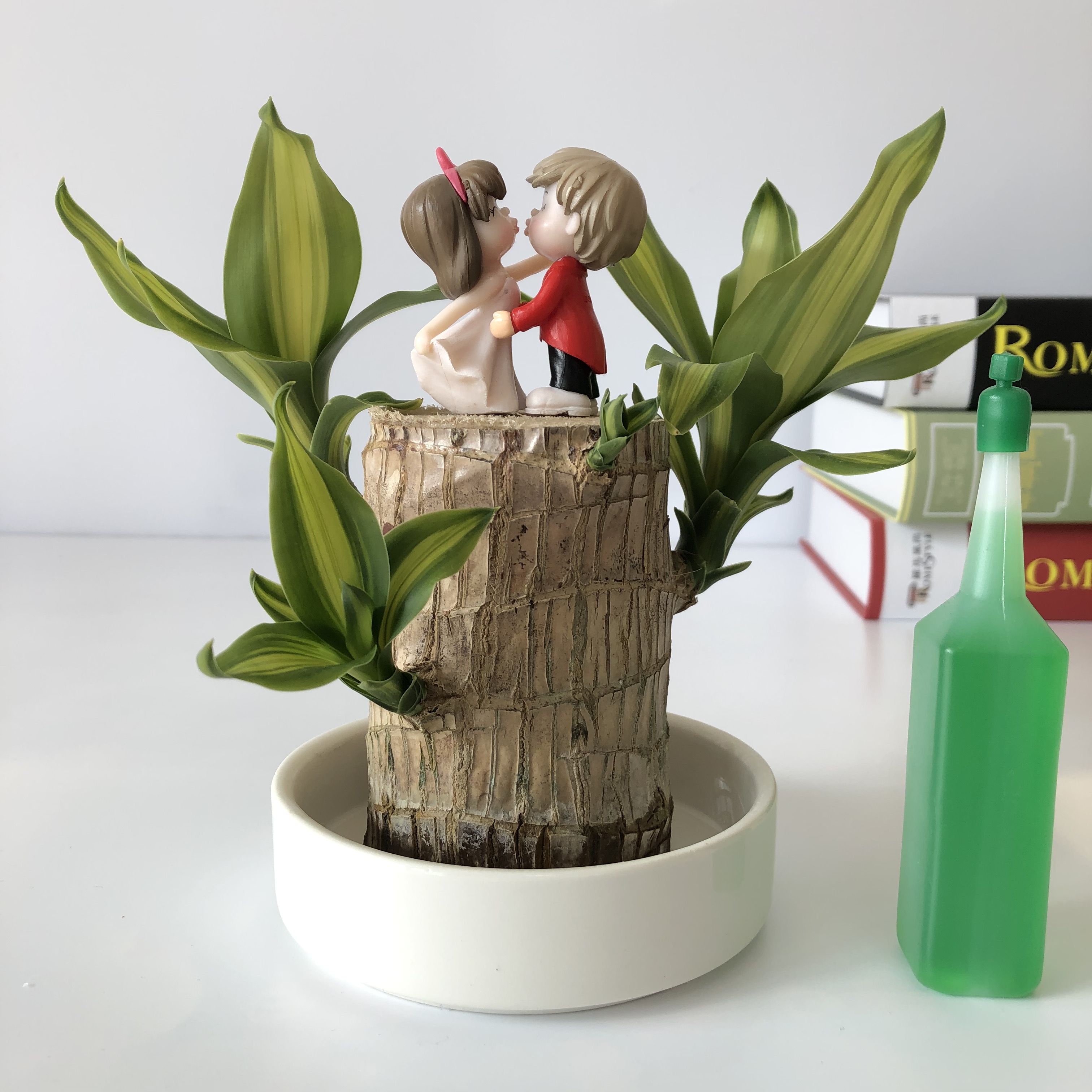 巴西木情侣款水培植物室内办公桌绿植易养活格鲁特树人水养幸运木