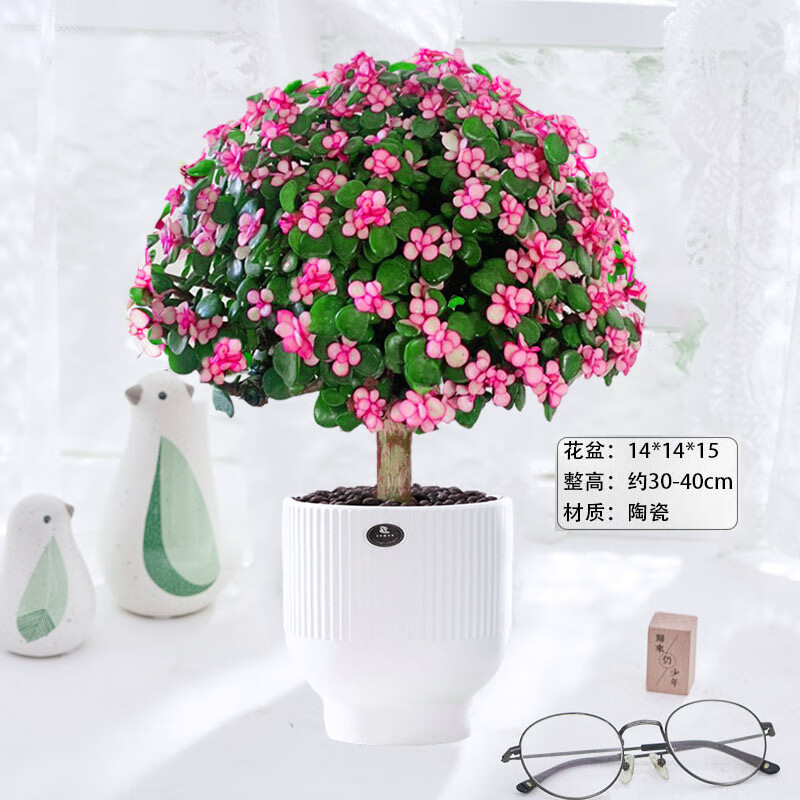 手耕田金枝玉叶盆栽室内办公室水培桌面好养活花卉老桩多肉植物造型