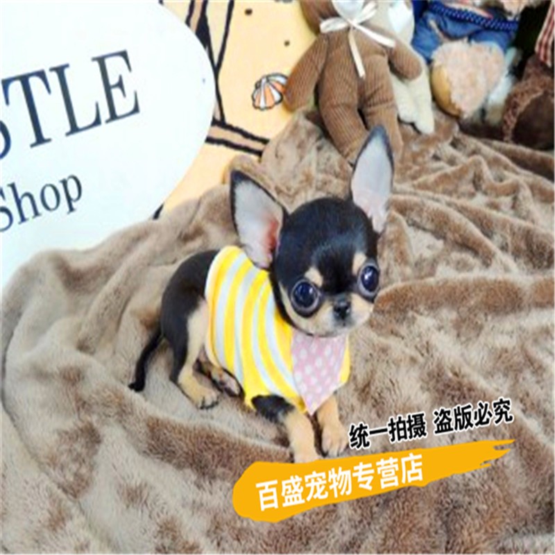 别态萌纯种吉娃娃犬幼犬 出售 小型犬 茶杯犬 吉娃娃活体宠物狗伴侣犬
