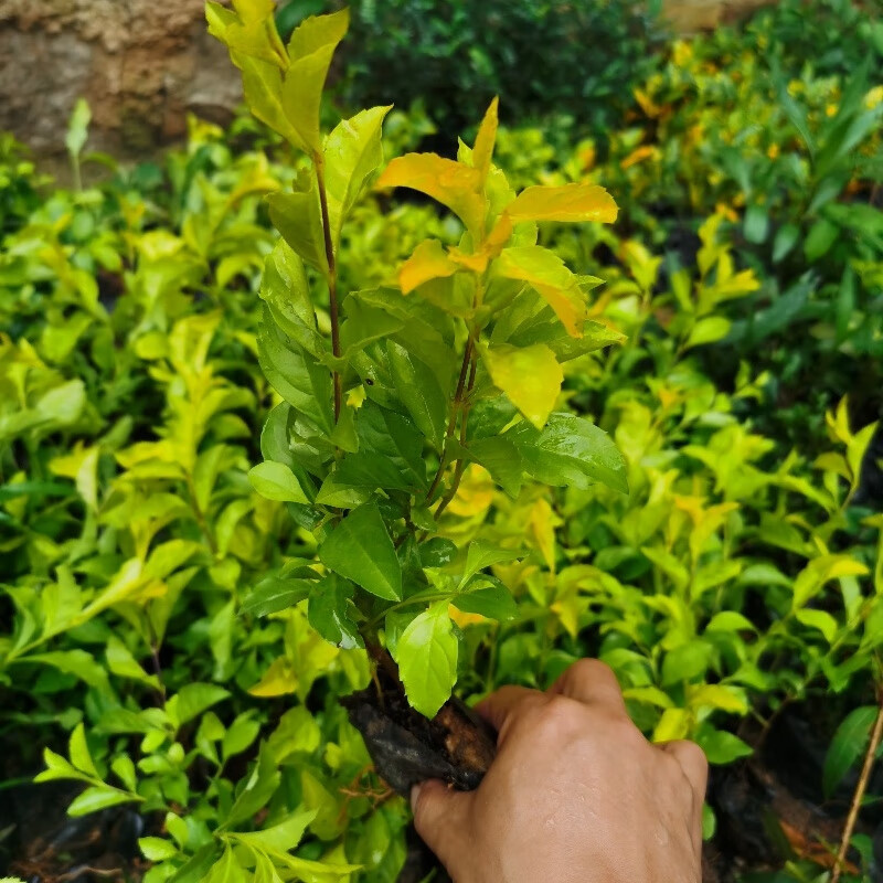 黄心雪梅苗黄金叶树苗金叶女贞黄金梅绿植室外庭院花坛绿化苗色带 三