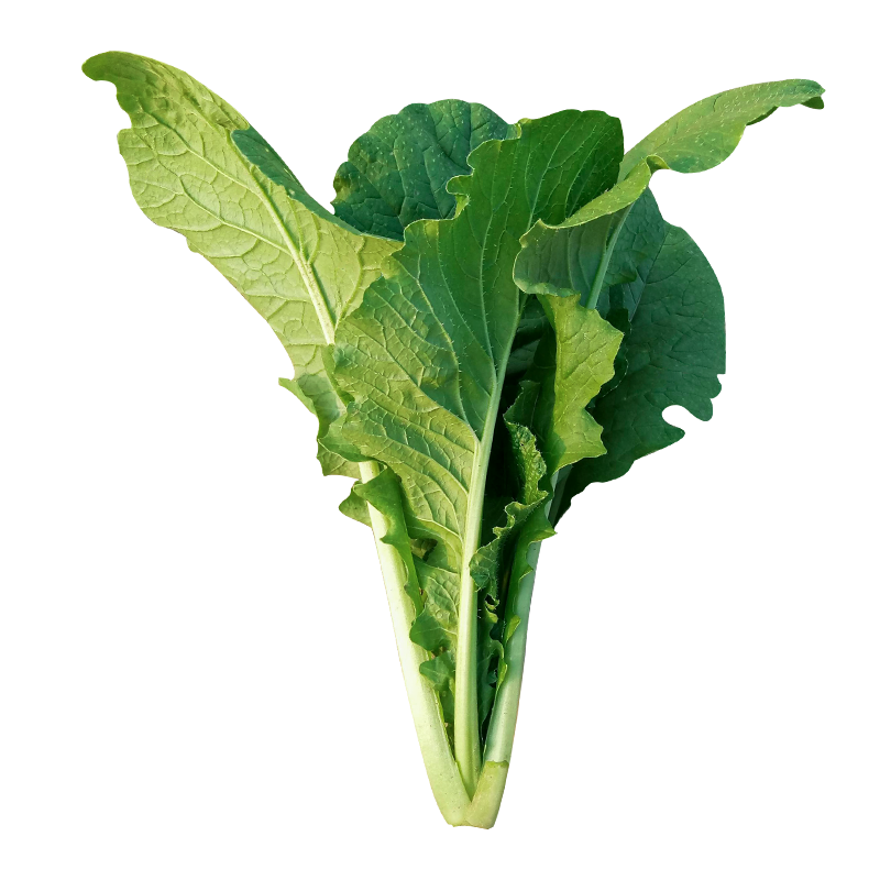 壽禾小白菜種子苗秋季蔬菜種籽青菜盆栽 四季小白菜種子10g*5袋