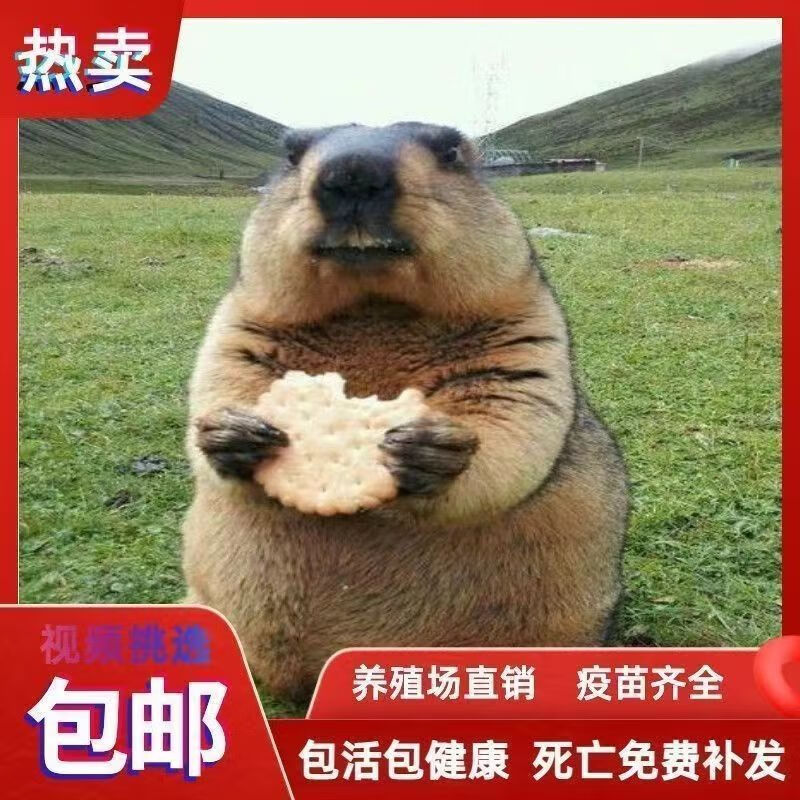 网红国产土拨鼠幼崽国产网红便宜小宠物小动物活的养殖直销包活