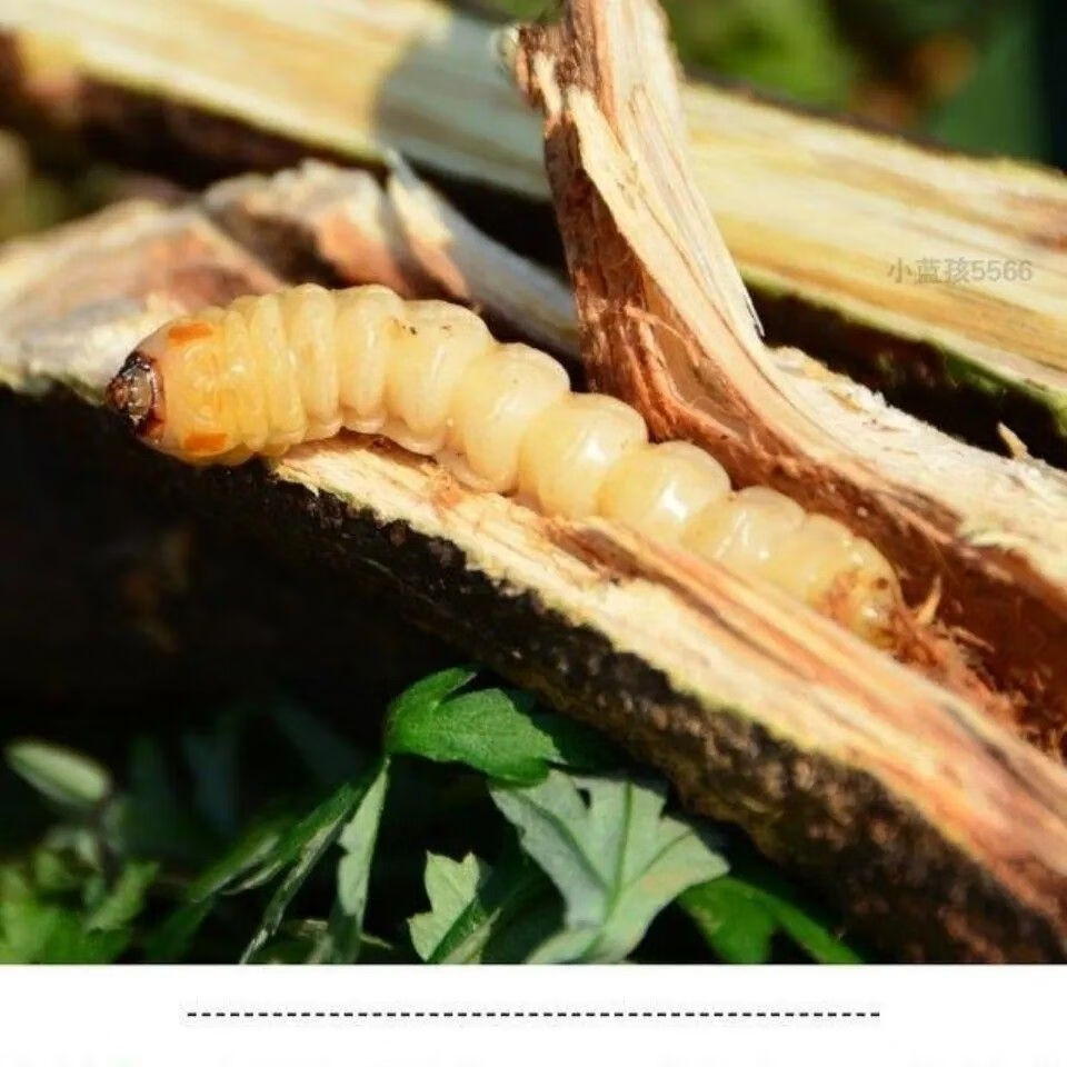 贵州生野斗米虫:云实树蛀虫:狼刺虫:猫爪刺虫:阎王刺虫新鲜包活 1.