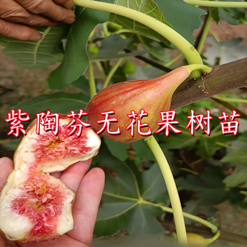 紫陶芬无花果树苗嫁接玛斯义陶芬无花果苗南北方四季盆栽地栽种植 紫