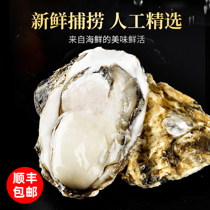莫小仙现捕捞 乳山生蚝 4XL 鲜活牡蛎 新鲜海鲜 2.5斤 海蛎子贝类  精选乳山生蚝 单个4-5两