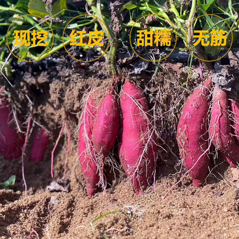 让您的餐桌充满美味和幸福！根茎类商品价格走势分析|京东根茎类如何查看历史价格