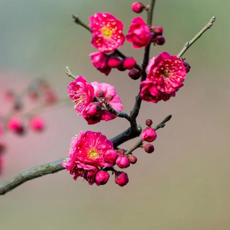 素蜜红梅花树苗盆栽老桩庭院耐寒冬季开花卉植物浓香原生高杆骨里红梅