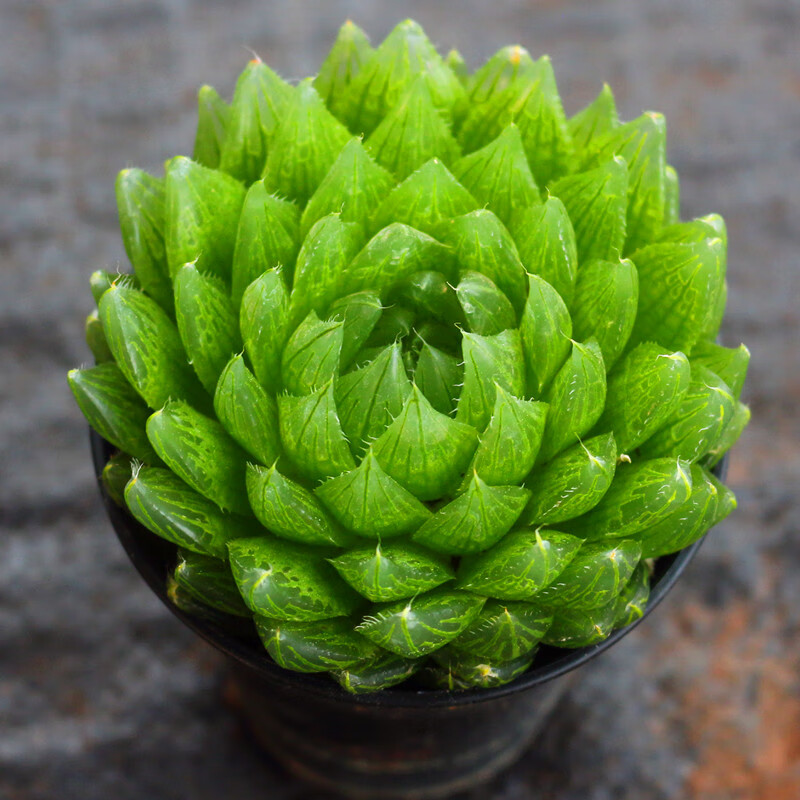 大樱水晶玉露多肉植物稀有品种好养盆栽室内阳台绿植花卉 简易塑料盆