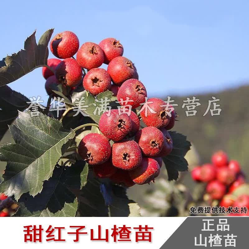 澈之畅嫁接甜红籽山楂树苗纯甜山里红南方北方种植地栽盆栽当年结果