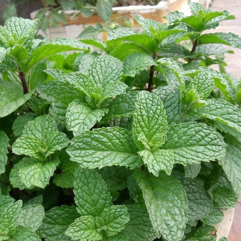食用薄荷种子留兰香猫薄荷多年生四季阳台室内外盆栽驱蚊草种籽孑