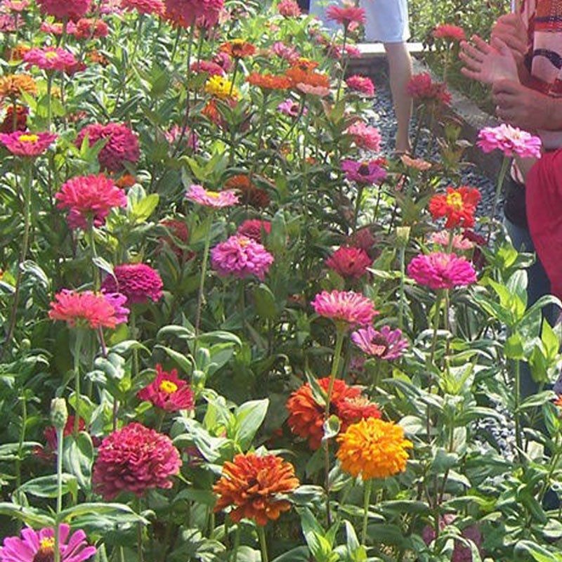 季易种户外路边绿化花种籽易活开花室外花草种子 混色百日草1000粒 肥