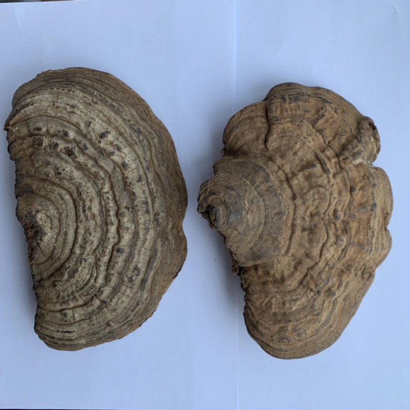 中药材树舌 赤色老母菌 白斑腐菌 皂角菌 250克