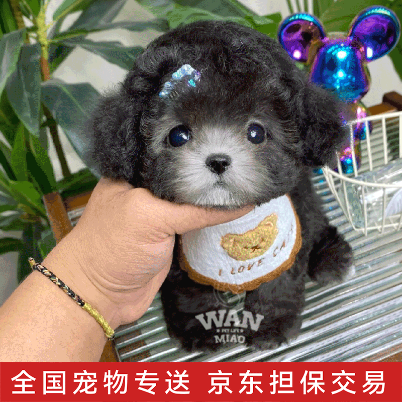 幼崽小型犬宠物狗活体飞耳茶杯小体米奇耳贵宾犬 宠物级 【灰泰迪】
