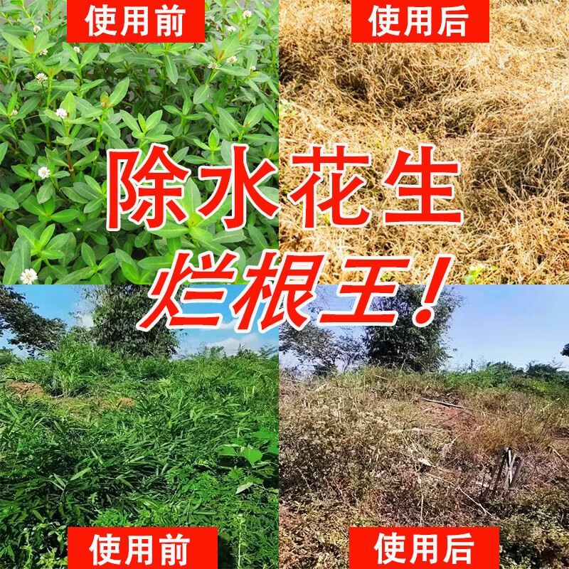 锄掌柜水花生除草剂水花生革命草空心莲子草克星死草烂根二甲四氯钠