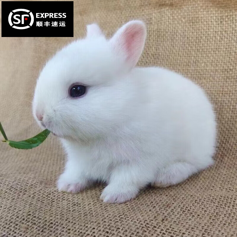 凤眼小型茶杯兔长不大不咬人宠物荷兰垂耳兔子活体 白色侏儒兔一对