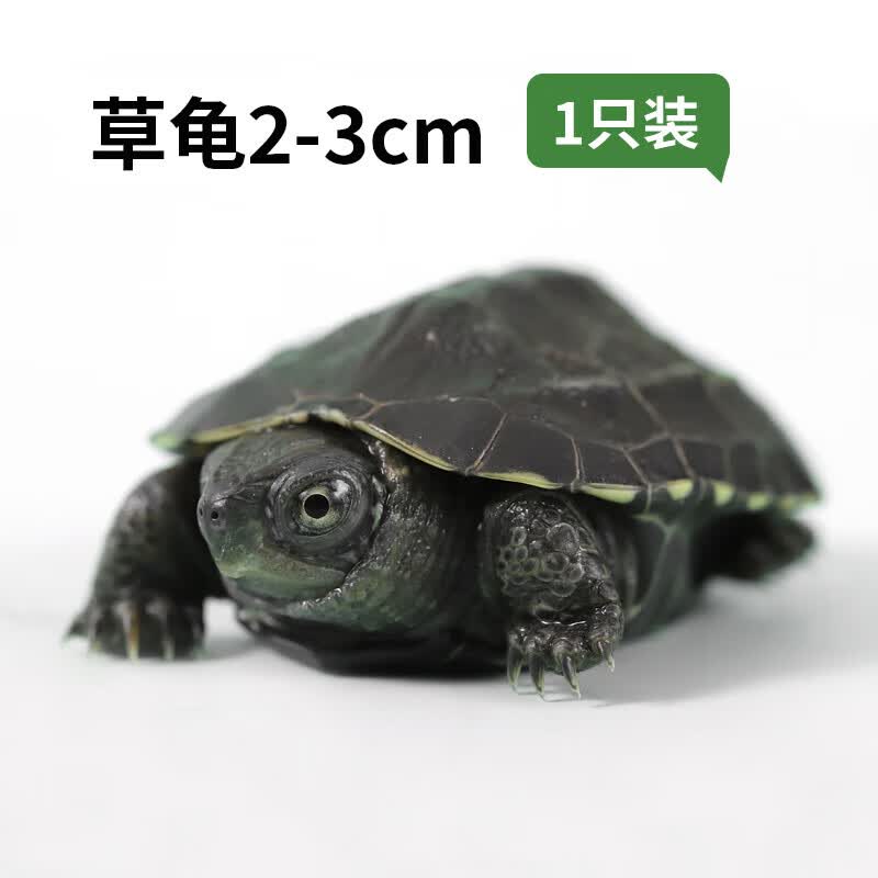 易萌 黄金巴西龟活物炫彩龟小乌龟活体宠物龟半水龟招财龟草龟 草龟2-3cm 1只属于什么档次？