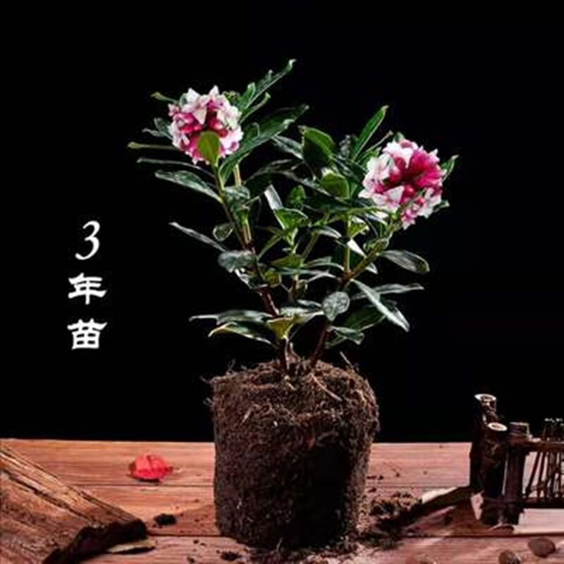 花寓意金边瑞香大苗盆栽浓香耐寒花卉室内外观花植物香味浓花期久 3年