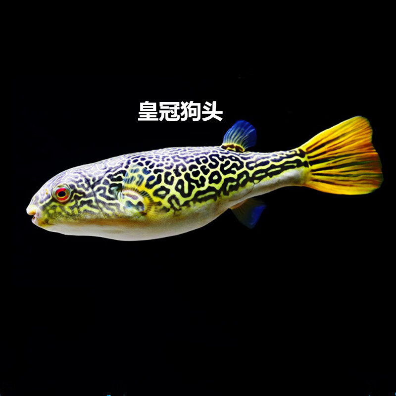皇冠狗头鱼河豚鱼斑马狗头毛毛狗头麒麟狗头鱼活体热带淡水观赏鱼