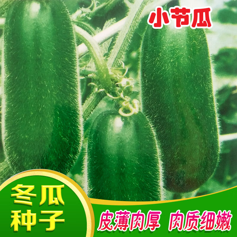 冠四季小冬瓜种籽碧绿小节瓜种子绿色春播秋冬季四季春夏秋菜园庭院