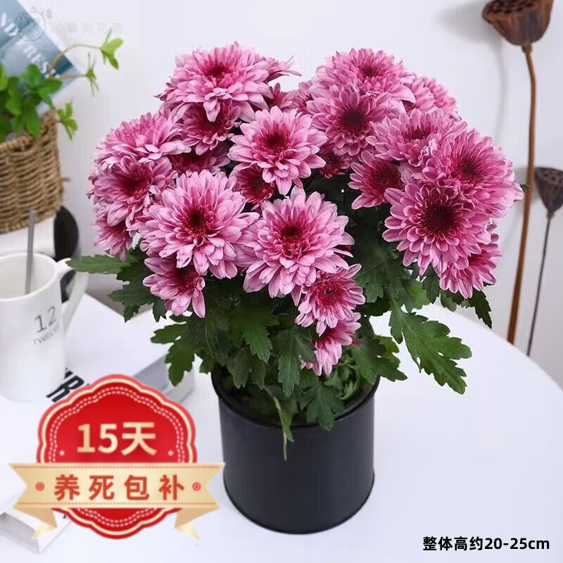 行湘 荷兰菊盆栽菊花苗室内外庭院阳台绿植花卉 140#荷兰菊粉色 塑料