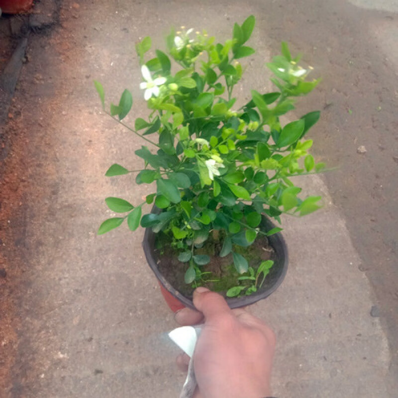 益绮椛小叶独杆九里香盆栽带花苞浓香型阳台庭院花卉七里香室内植物