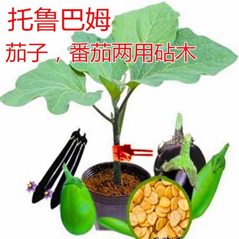 进口茄子砧木种子托鲁巴姆 抗青枯病 抗死棵 抗病强耐寒性强 托鲁巴姆