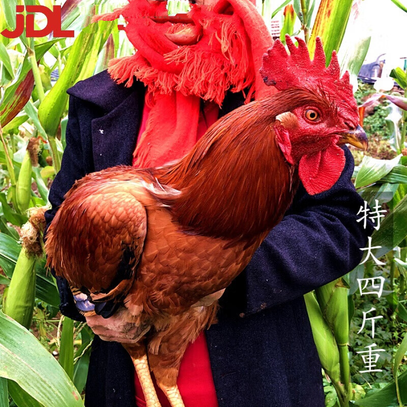 安峰山土鸡农家跑山柴鸡大红公鸡活鸡新鲜整只芦花鸡溜达鸡1500g