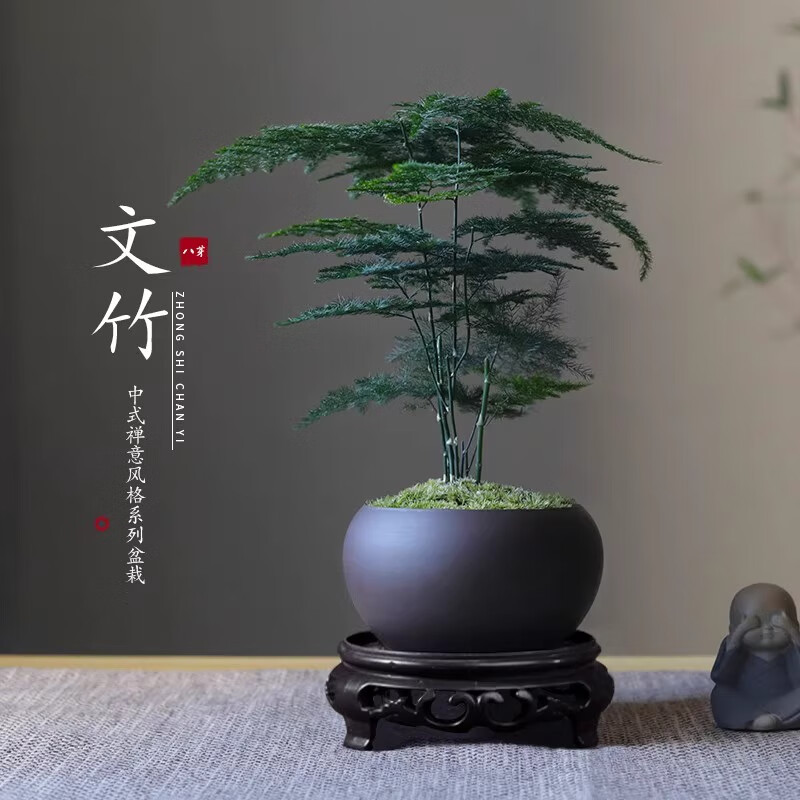 八芽文竹苔藓白发藓绿植室内茶几桌面陶瓷盆栽办公室摆件盆景净化空气 禅意盆文竹-含密胺托 带盆栽好