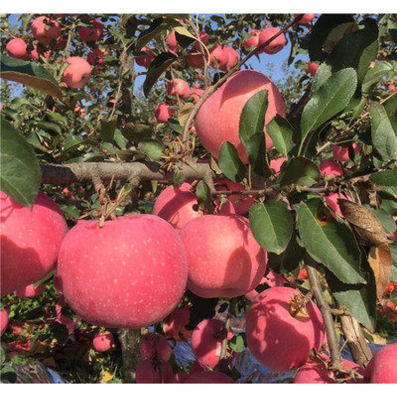 矮桩嫁接苹果树盆栽盆景带果室内四季红富士水果树苗好成活阳台小果树