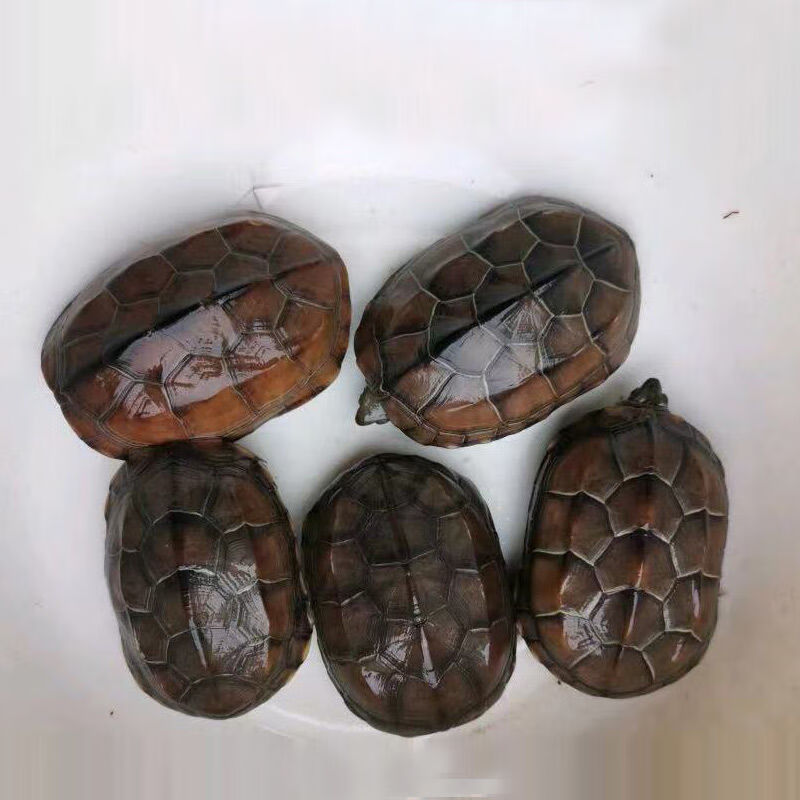 草龟吃草的宠物龟活体宠物水龟母草小乌龟中华草龟 多数人的选择 饲料