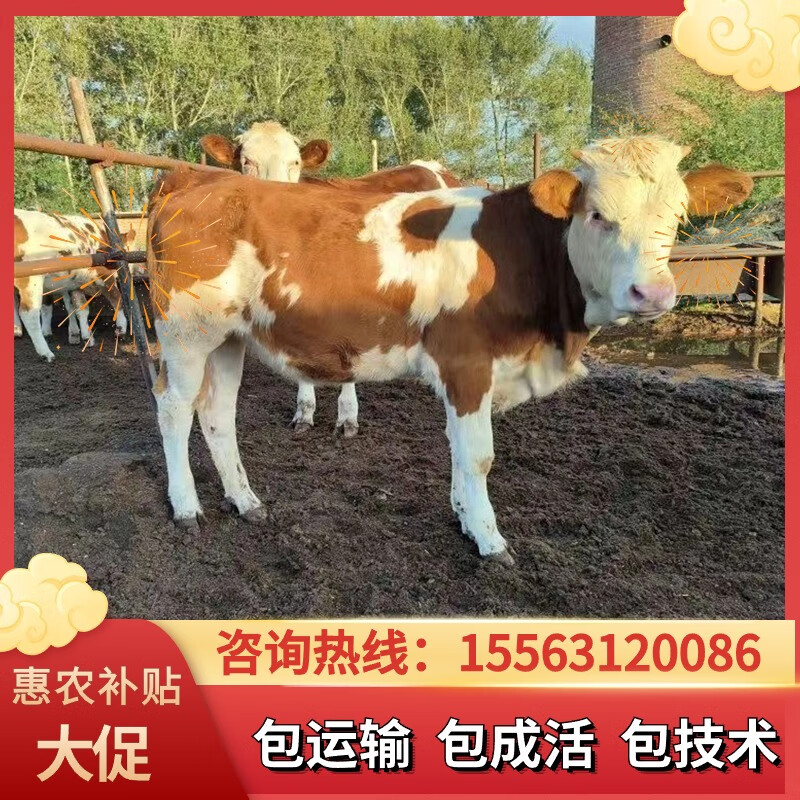 西门塔尔牛活牛小牛犊3到6个月小母牛出售肉牛犊纯种小黄牛仔养殖