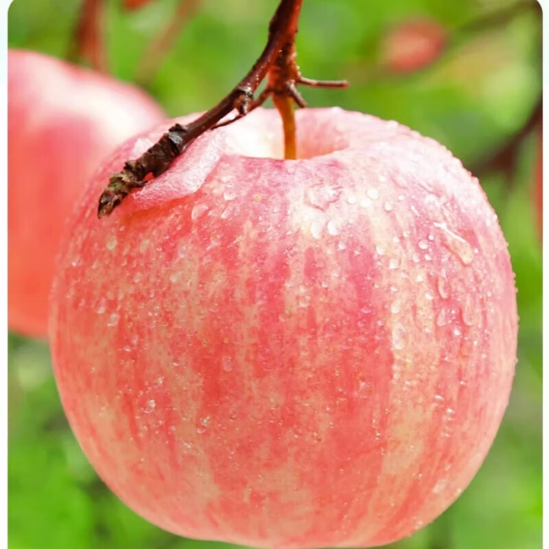 正鲜季（ZHENGXIANJI）烟台苹果红富士苹果新鲜水果山东特产当季脆甜冰糖心平果整箱礼品 【特大果】3斤单果85-90mm