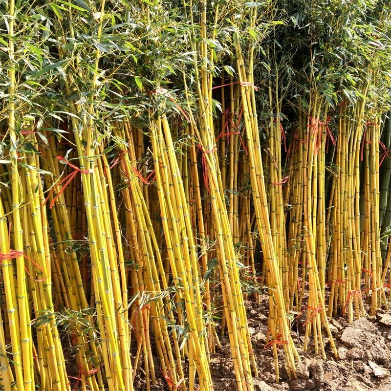 拓塞 观赏竹子苗青竹庭院围墙观赏植物绿化苗青竹苗庭院竹子苗庭院