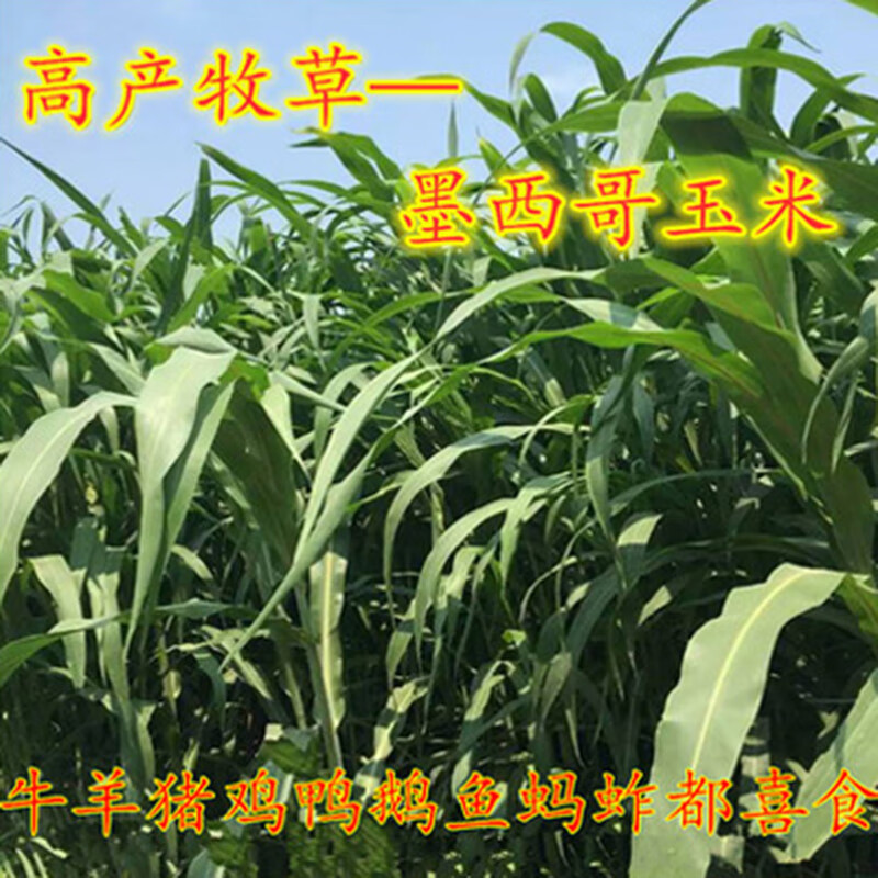 斡爾牧場牧草種子高丹王蘇丹王玉米草紫云英紫花苜蓿羊牛兔雞鴨鵝豬養(yǎng)殖草 玉米草1斤【一年生高產(chǎn)型】
