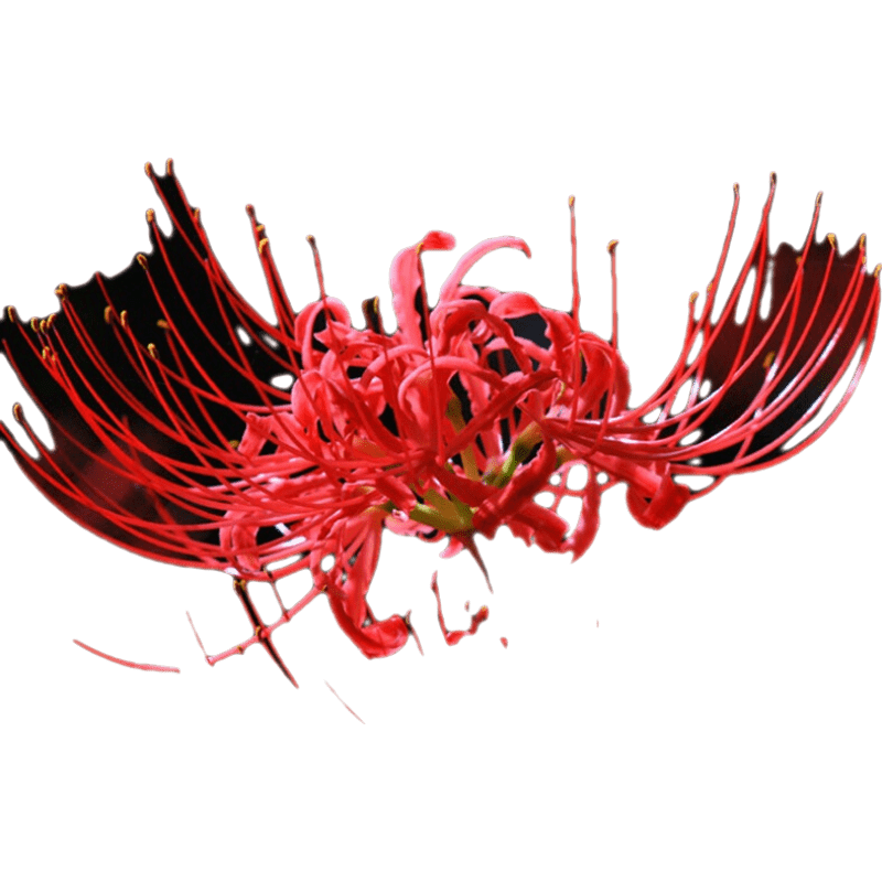 ֦ϱ˰ɳͺ˰ʯ⻨ļֻ ɳ2++Ӫ+  16.5Ԫ