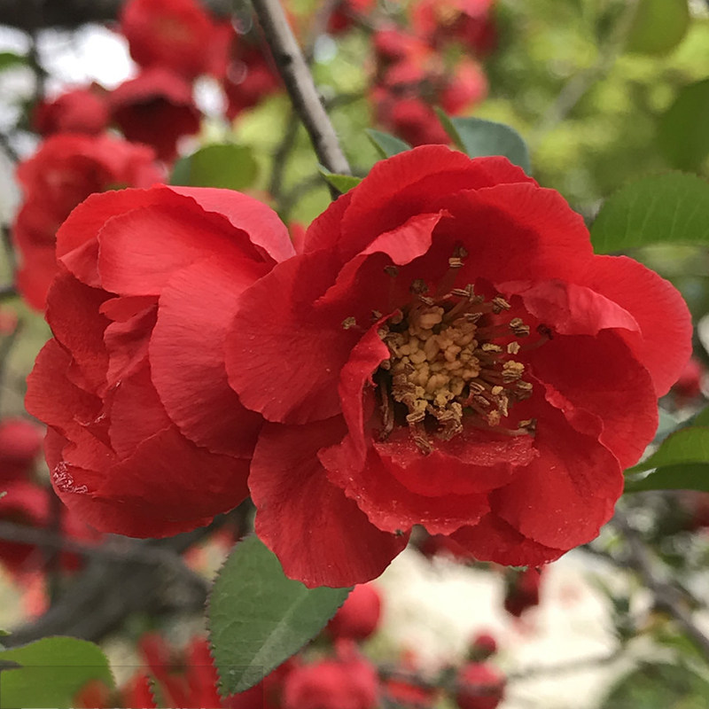 海棠花四季海棠花盆栽树苗重瓣花卉盆景老桩庭院绿植物室内外开花不断