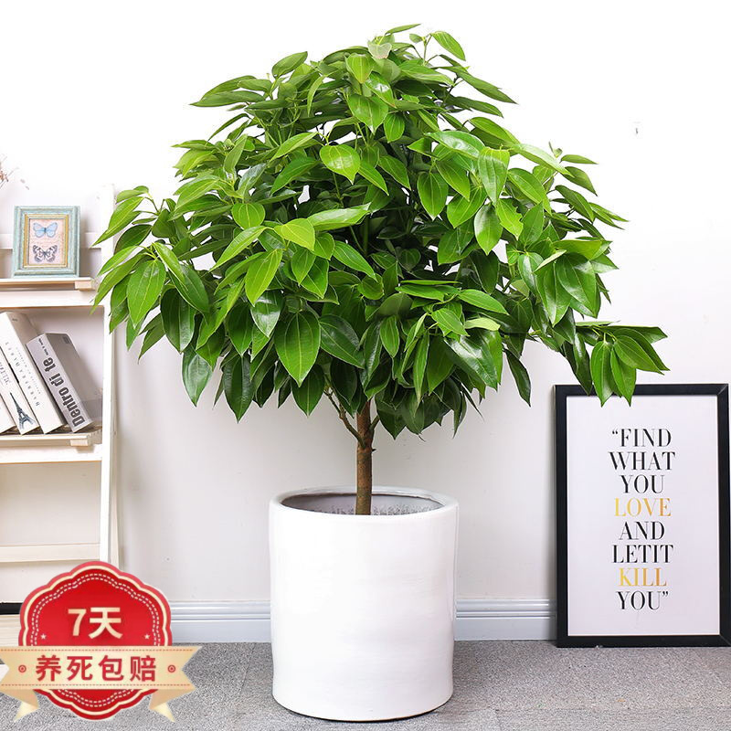 购优汇平安树幸福树盆栽 大型绿植花卉树苗小盆栽室内客厅办公室植物