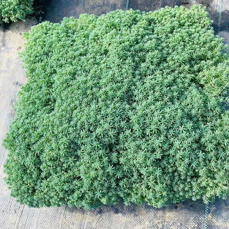 佛甲草屋顶绿化庭院草坪耐寒中华景天四季常绿黄金叶佛甲草苗庭院草坪