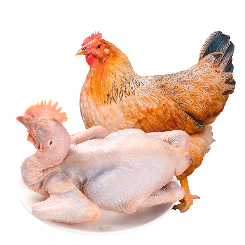 温润食品的黄羽三黄鸡：价格趋势与口碑分析|查找鸡肉历史价格