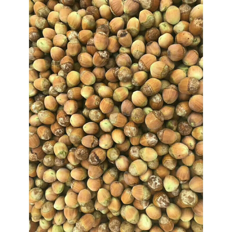 虎钢馋年新鲜大榛子新货东北水仁水瓤生榛子 5斤野生榛子是小果