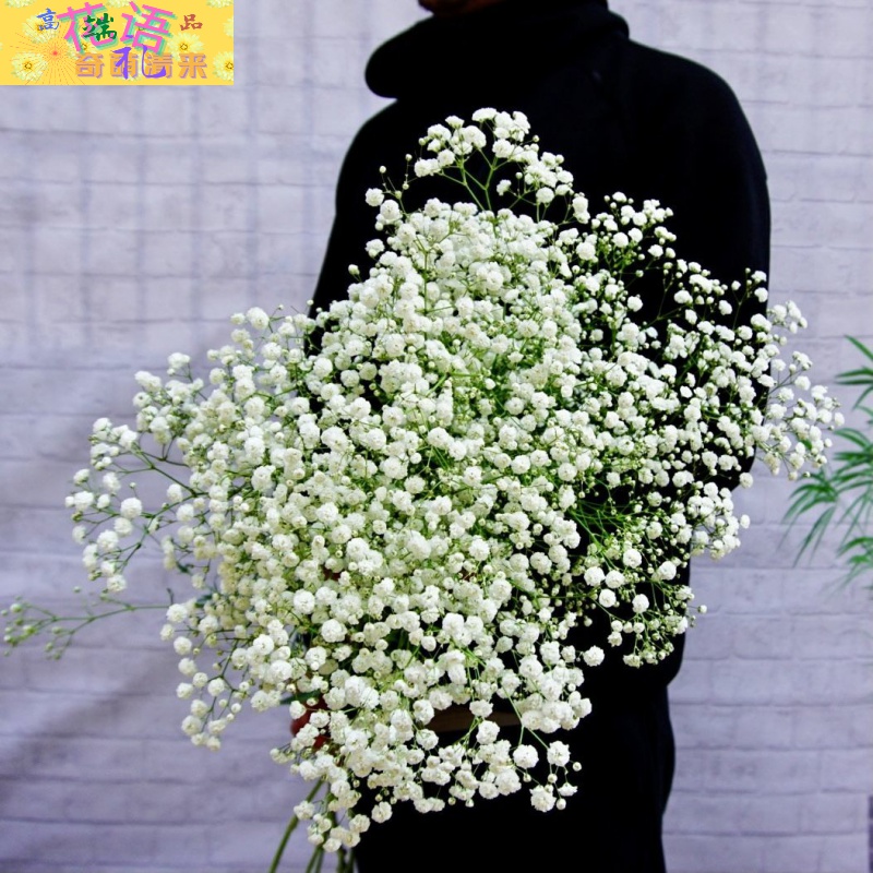 满天星假花摆件diy花束制作送女云南满天星大束真花干花鲜花花束装饰