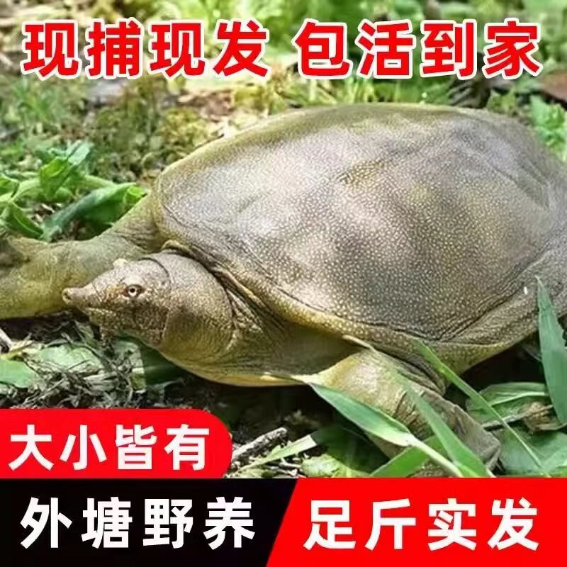 原生態(tài)甲魚鮮活外塘足斤水魚團(tuán)魚海鮮王八中華鱉批發(fā)營養(yǎng)老鱉 1斤小甲魚 外塘野放